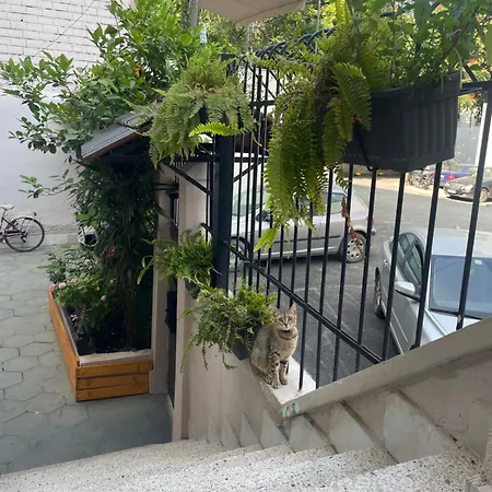 Bougainvilla * 地拉那