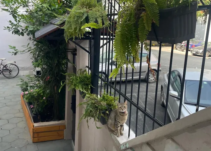 Bougainvilla * Τίρανα